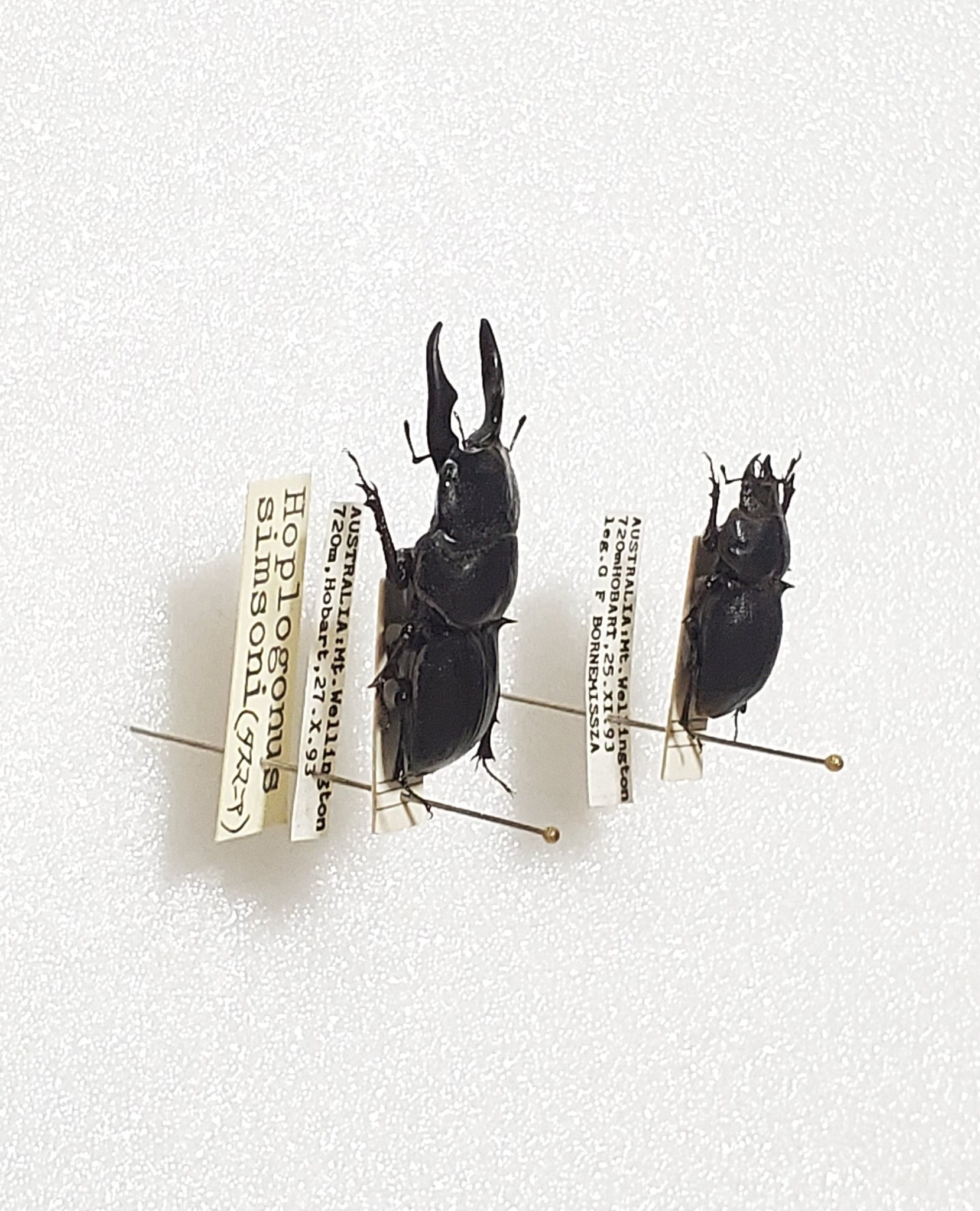 珍品 ニューカレドニア産 ウスバカミキリ 25mm 珍品ニューカレドニア産