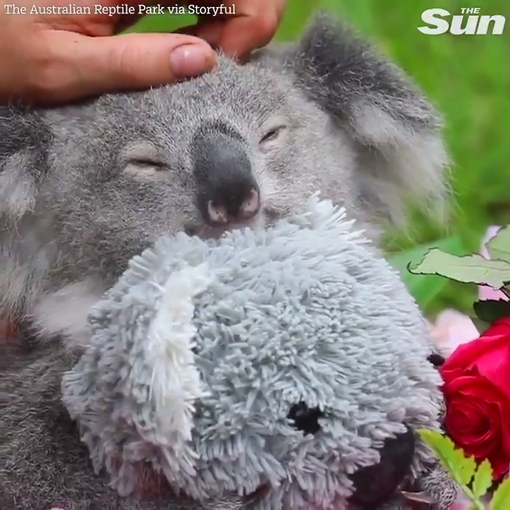 Your heart will melt watching this baby koala being fussed over