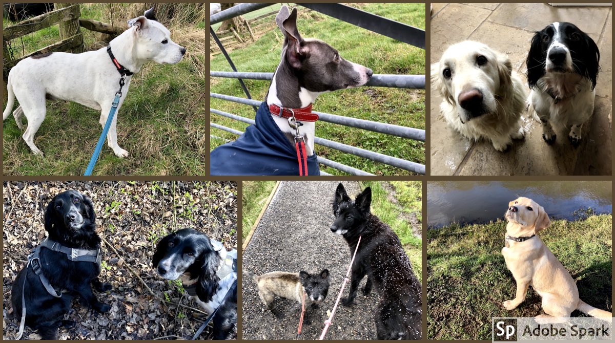 PetHelp03's tweet photo. 💨It’s been a wild and windy week out with our paws - winter still has its cold grip on us.❄️
🌦Have a happy weekend and stay safe when #StormDennis arrives this weekend 💦
#brinscalldogwalking 🦮🐕‍🦺 https://t.co/rXxbI34cGW