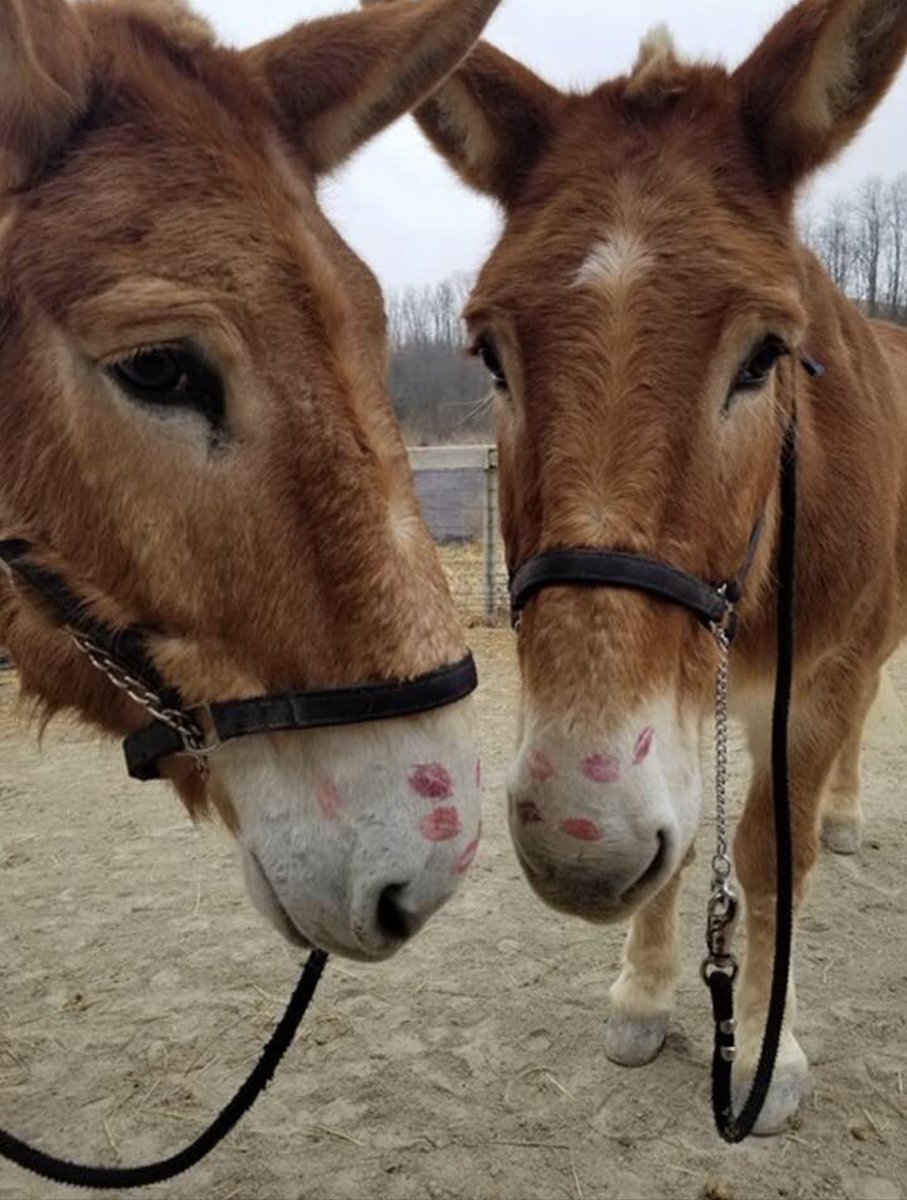 BoTyger's tweet photo. Happy Valentine’s Day from the MU College of Veterinary Medicine and our handsome mule team! ⁦@MUCVM⁩ https://t.co/7QbKIA7Jxe