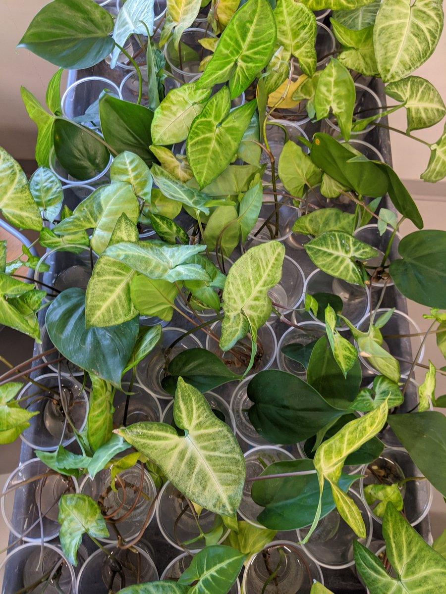 Who doesn't need alittle more clean air?! UHS Greenteam spent some time propogating plants for classrooms.  #CleanAir #SpartanPride #greenteam