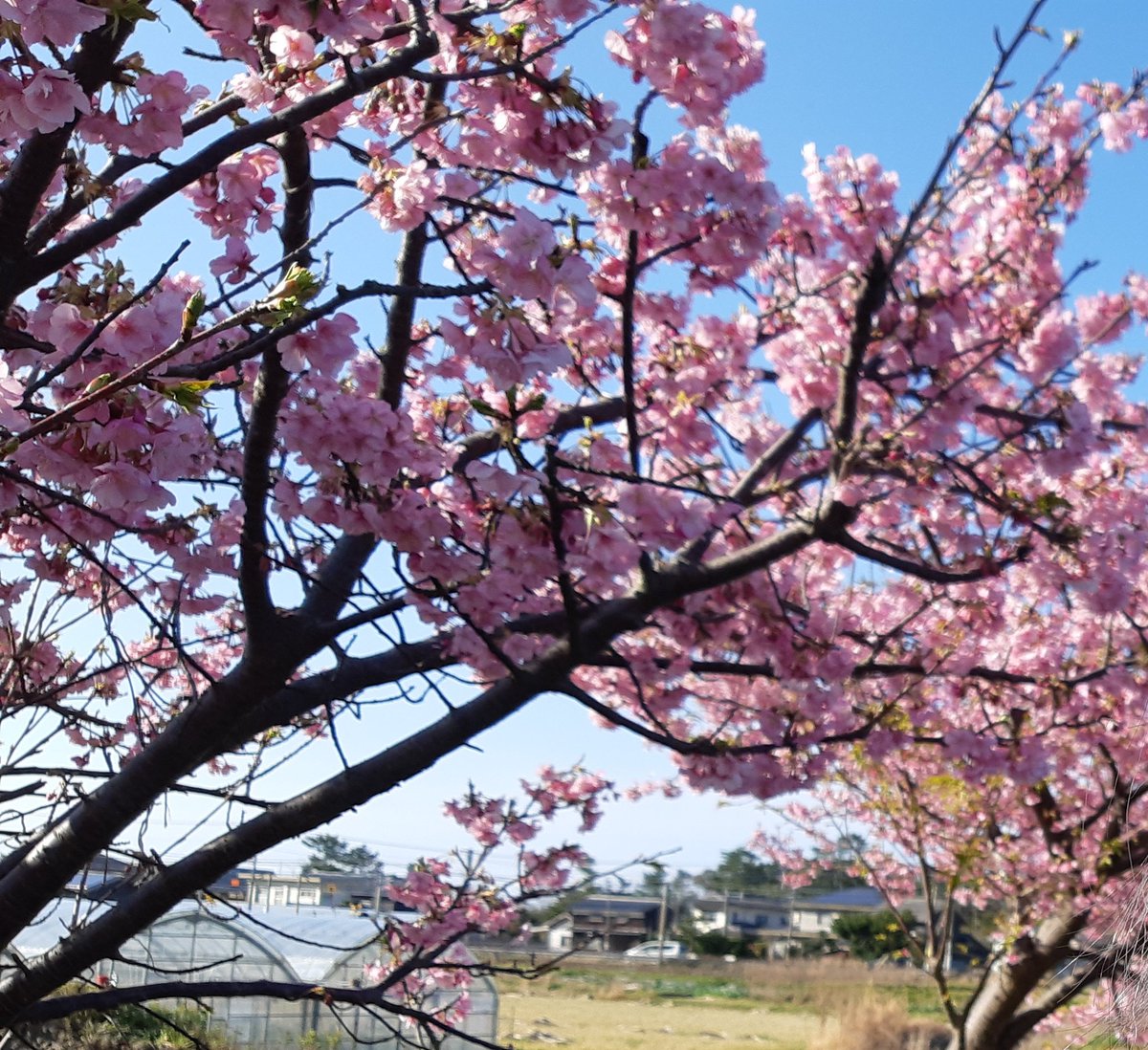 今日のお花です…河津桜と菜の花が満開だよ…( ⸝⸝⸝ᵕ ̫ ᵕ⸝⸝⸝ )遠くから撮ったからブレてるね 