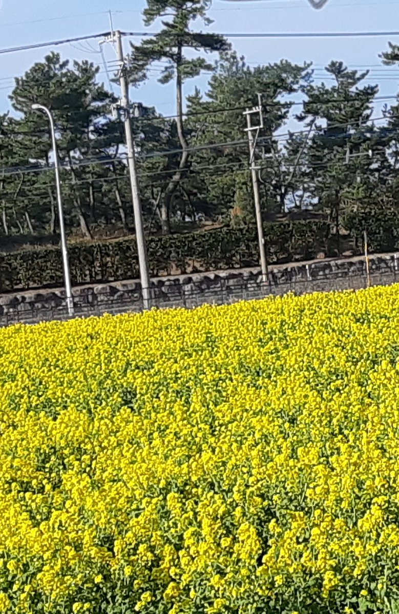 今日のお花です…河津桜と菜の花が満開だよ…( ⸝⸝⸝ᵕ ̫ ᵕ⸝⸝⸝ )遠くから撮ったからブレてるね 