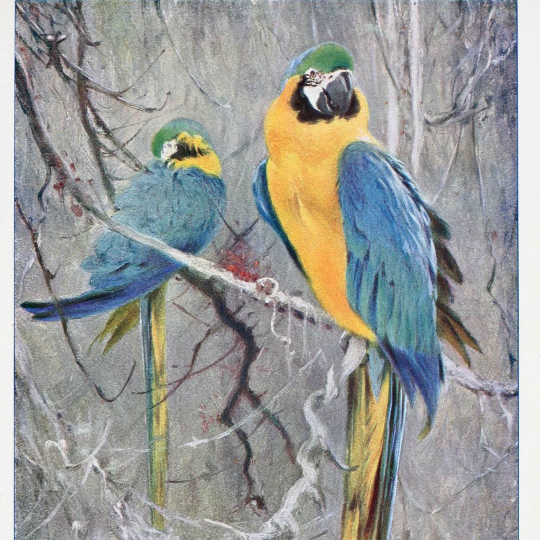 GersteinLibrary's tweet photo. Hey #Lovebirds ❤️! Did you know that Ara araraunas (Blue Macaws) typically mate for life? Happy Valentine’s Day! 
Available via @BioDivLibrary collections: https://t.co/51mEjBUXxc #uoftlibraries  #bluemacaws #flashbackfriday #fromourcollections https://t.co/h2EZELsv5F
