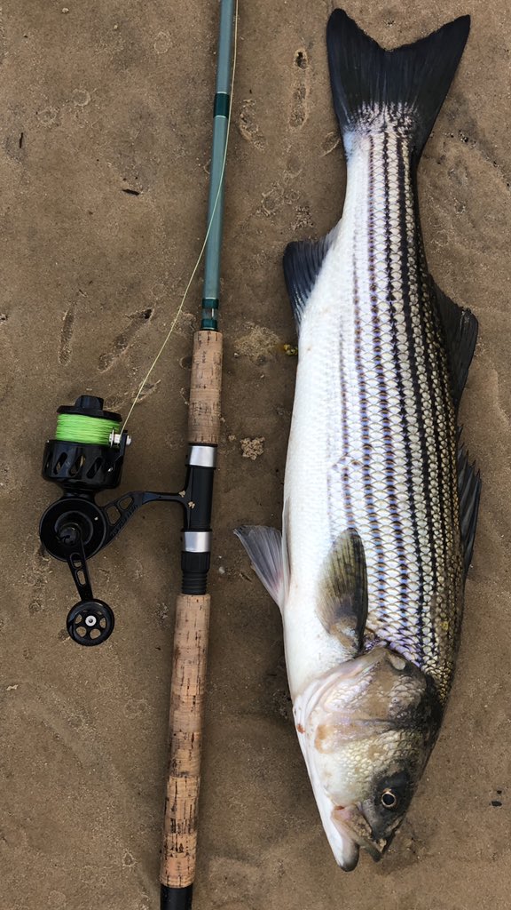 JarredP's tweet image. Okay LowKey on the DownLow I’ve been Locally slaying bAss. #AdvancedNovice #chasin7s #ValentinesDay2020