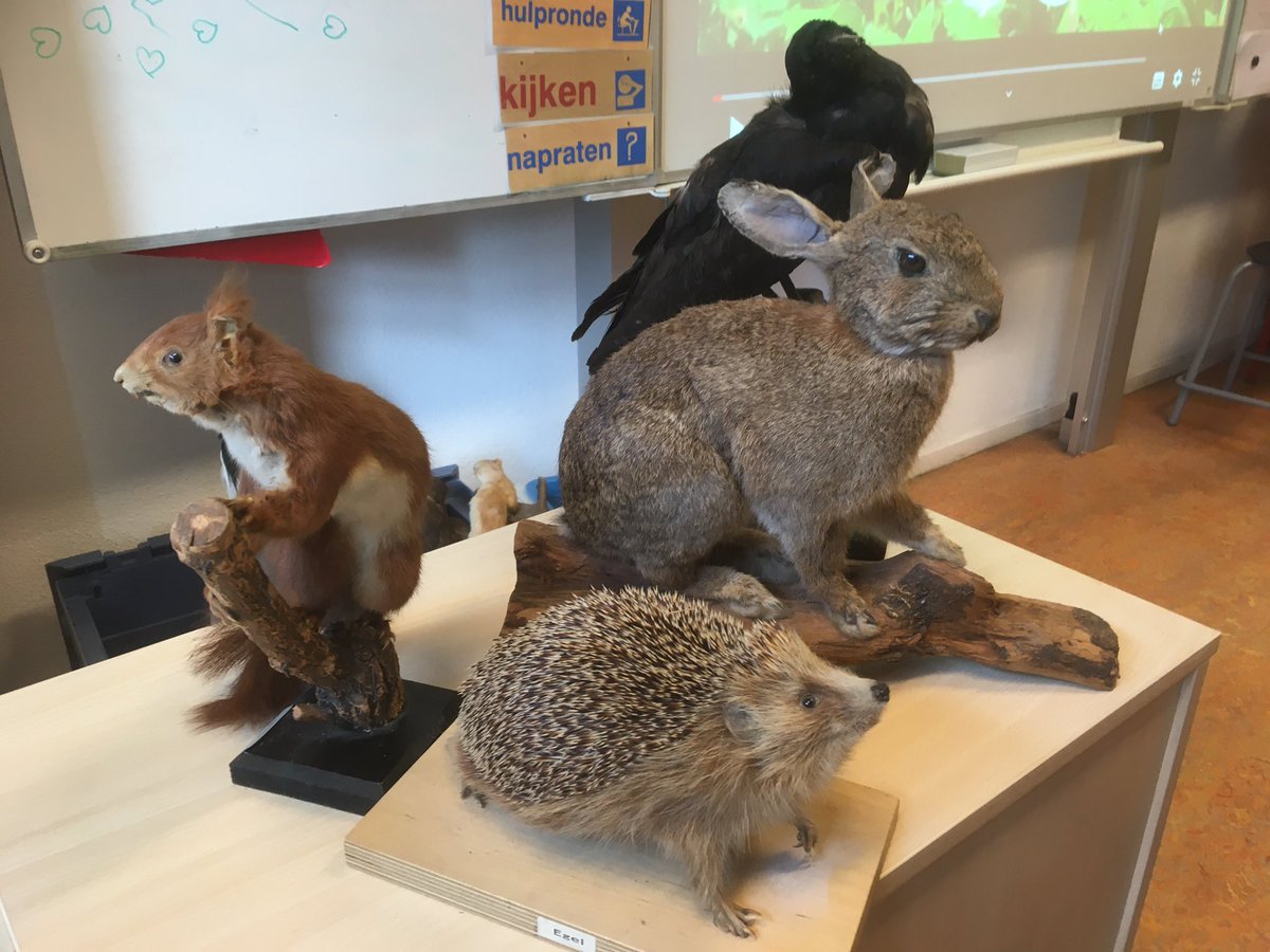 En daar gingen we weer, met een 10 tal opgezette dieren ( te leen van <a href="/PVM_Velsen/">Ptr Vermeulen Museum</a>💚👌🏻👍🏻)  de klas in bij sbo @deboekannier. Van 9 tot 2 had ik de volledige aandacht van de klas. De kids en ik hebben veel geleerd, maar bovenal hadden we een leuke dag.👌🏻👌🏻👌🏻💚💚💚👍🏻👍🏻👍🏻