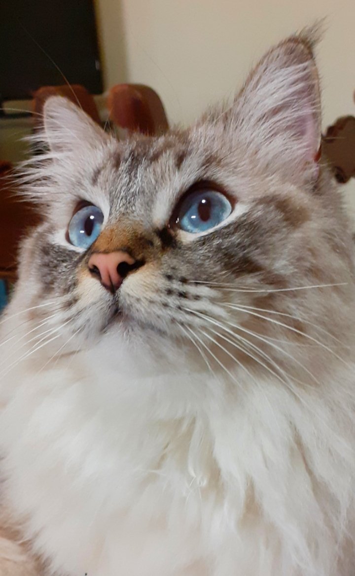 MiniatiMeri's tweet photo. Ah proposito di #diamore
se riuscissimo ad imparare dagli animali come si ama
forse saremo meno bestie
#amoreinfinito
#ancheperte #leone
#SanValentin2020
#amoreaquattrozampe
🐾❤😘😘😘♥️♥️♥️ https://t.co/9TyvewzZql