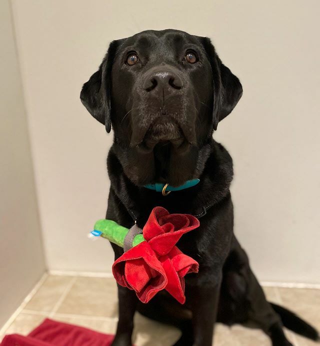 CHSHarborVet's tweet photo. Happy Valentines Day from June!!! https://t.co/GUIzFhHlaL https://t.co/7lJuQjtCiC