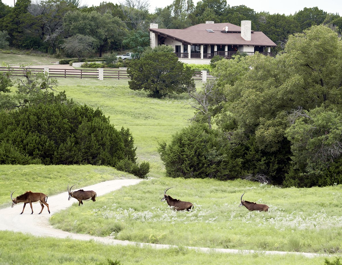 FossilRim's tweet image. We have five unique rooms at The Lodge and seven #cabins with differing interiors at Foothills #Safari Camp! Both options have their strong points. Learn more: fossilrim.org/plan-a-visit/l…. #Lodging #Wildlife
