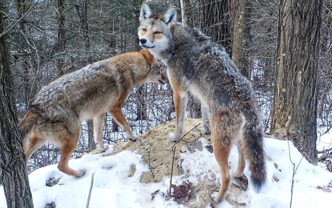 SPORTSMANchnl's tweet photo. Who'd be pulling the trigger if they witnessed this while hunting? Photo: @niftydeerpics
#IAMSPORTSMAN #hunting #huntingpictures #coyotes #coyotehunting #predators #predatorhunting #predatorcam https://t.co/cH9bBTLsDc