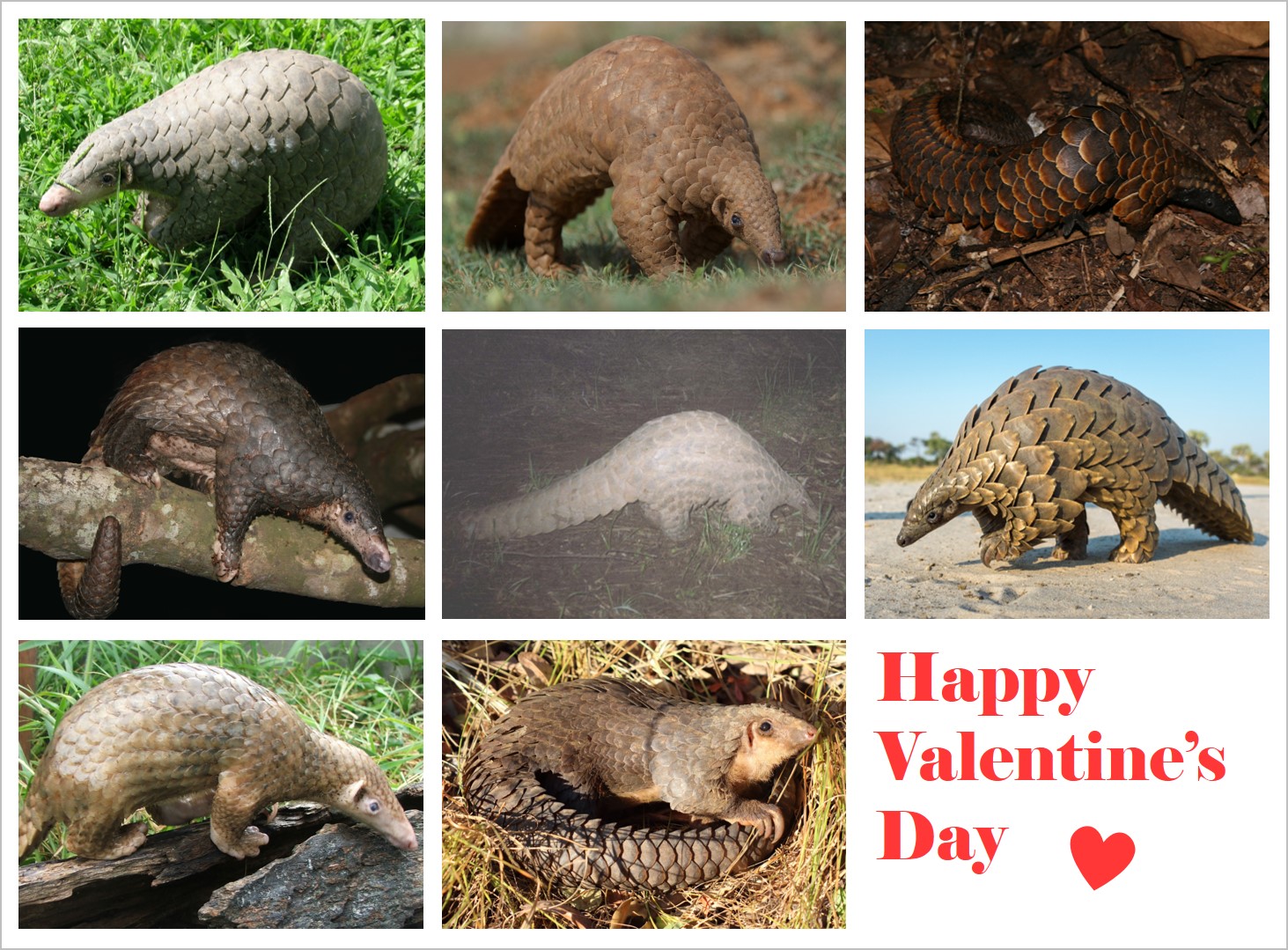 IUCN PangolinSG on Twitter: IUCN PangolinSG on Twitter:
