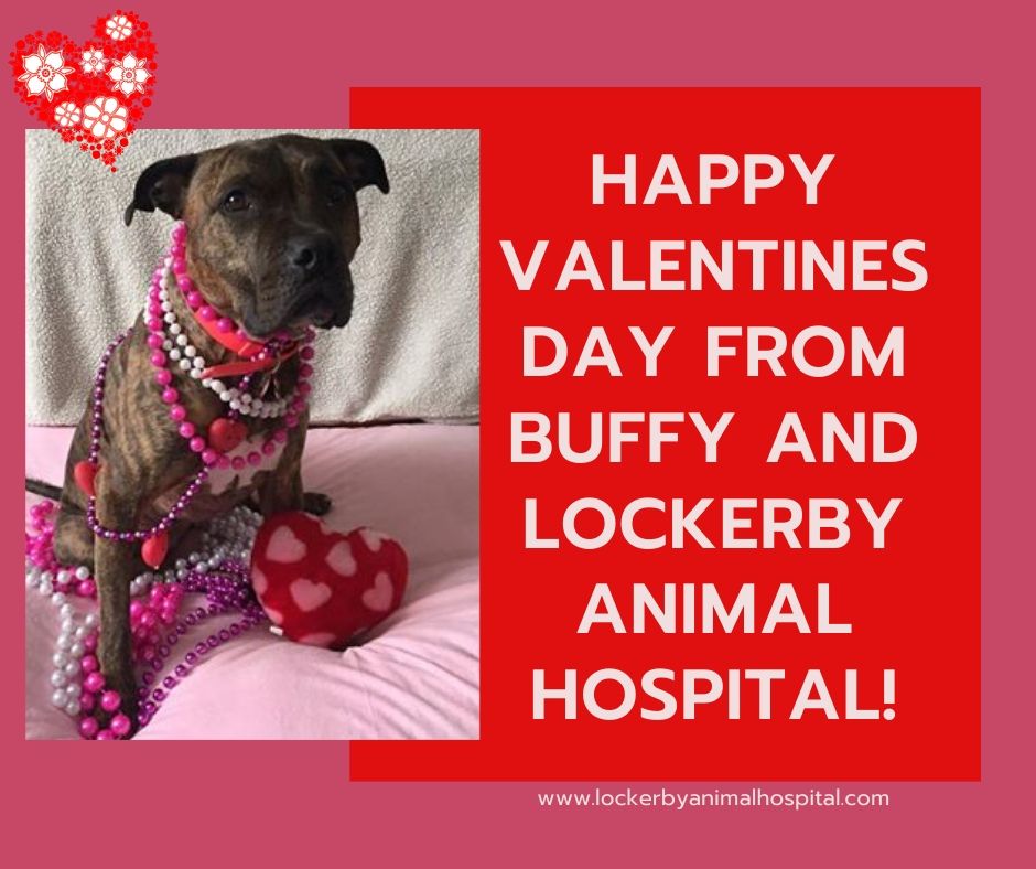 LockerbyAnimal's tweet photo. #valentinesday #valentinespet #boxer #boxersofinstagram #lockerbyanimalhospital #LAH #Lockerbyah https://t.co/54DYmLPNby