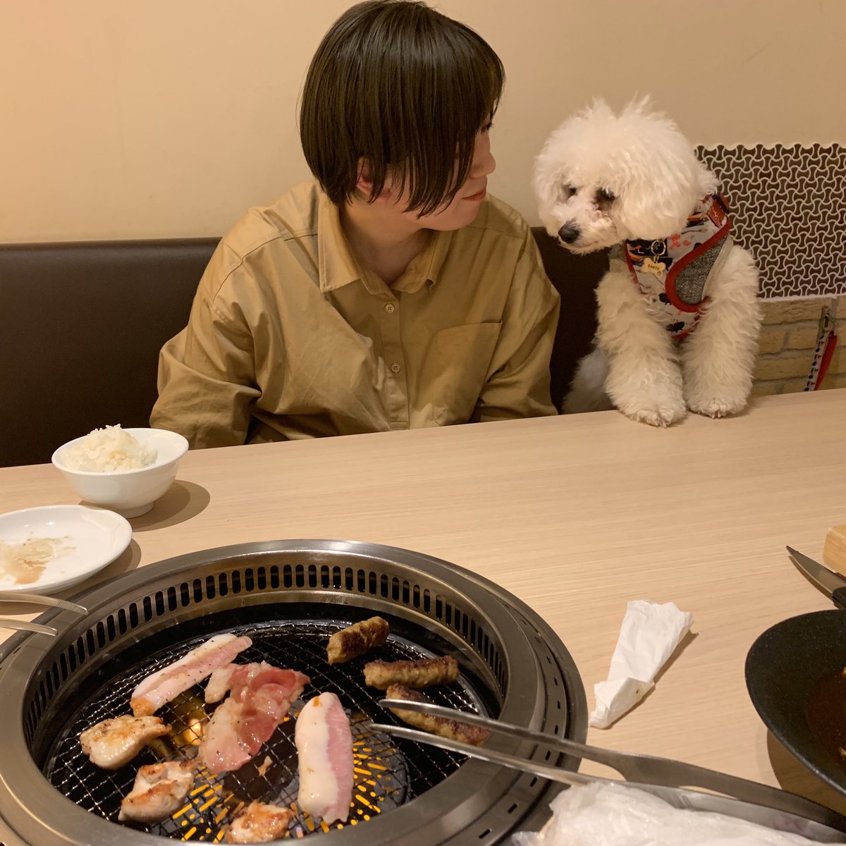 tealatte_hari's tweet photo. ビジョンフリーゼのサンテちゃん、うしすけ クロスガーデン多摩店 | うしすけ https://t.co/YTLD8spZ7g

バレンタインデーはサンテを連れてうしすけへ！
ワンコと一緒に焼肉、最高だった☺️ https://t.co/BssyLsYoba