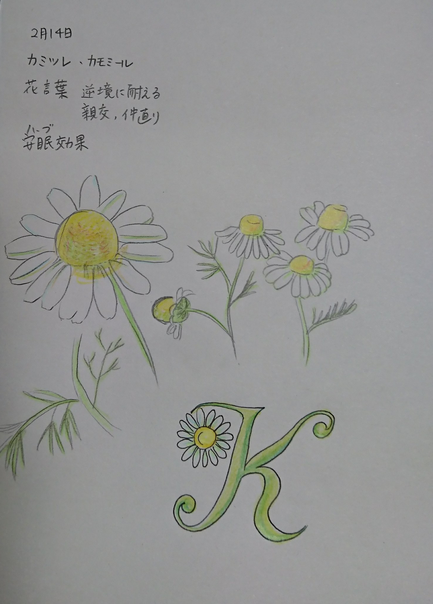 バル 誕生花 2 14 カミツレ カモミール 花言葉 逆境に耐える 仲直り 日付が変わってしまいましたがバレンタインデーのお花です ハーブ としては安眠効果があるそうです お絵描き好きさんと繋がりたい イラスト好きさんと繋がりたい アナログ絵 色鉛筆 花 バル 誕生花 2 14 カミツレ カモミール 花言葉 逆境に耐える 仲直り 日付が変わってしまいましたがバレンタインデーのお花です ハーブ としては安眠効果があるそうです お絵描き好きさんと繋がりたい イラスト好きさんと繋がりたい アナログ絵 色鉛筆 花
