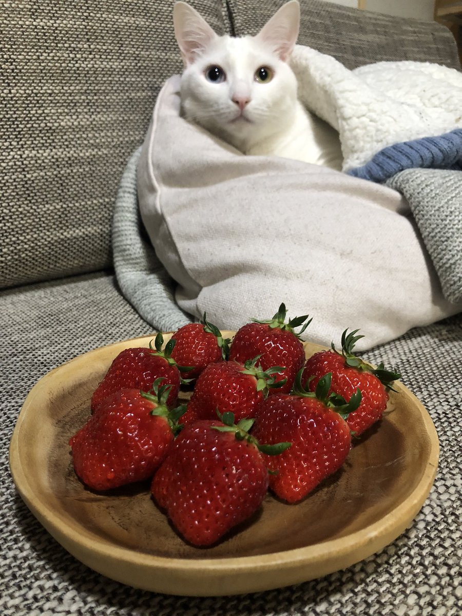 苺と猫