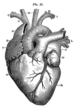 CressetJournal's tweet photo. "The cow’s heart Miss Hutchings displayed looked nothing like the ones that had been suggested on Valentine's Day..." From the archives, many thoughts from Gary Fincke about hearts of all sorts: https://t.co/2SNnUAEVUF #ValentinesDay https://t.co/MHiQI01Lw2
