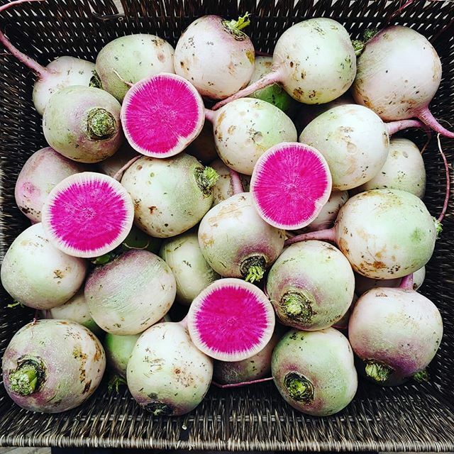 Happy Valentine (Radish) Day!!
. 
snack on these sweet, crisp, slightly pepper watermelon/valentine radishes!! this surprisingly sexy vegetable is the hidden gem of our #organic root selection!! .
valentine radish can seriously add a colourful crunch to … ift.tt/2vwsKKb