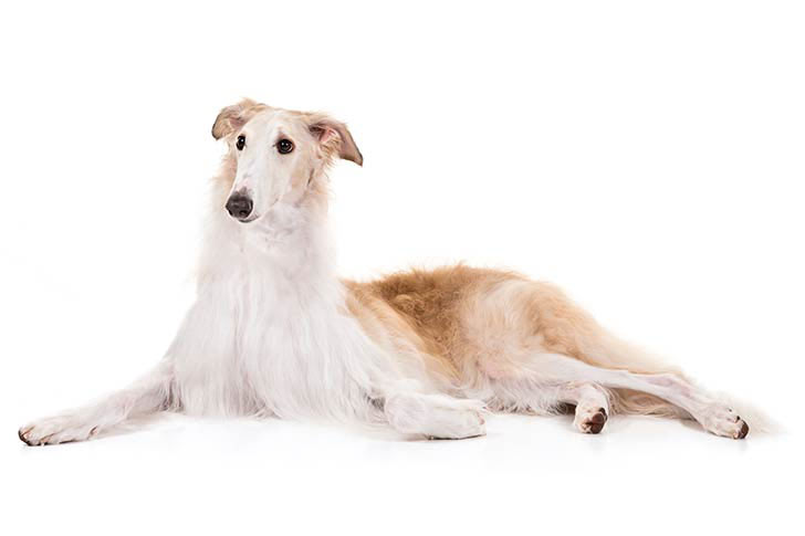 Very brief thread before work this morning:Many of you know I love sighthounds. May I introduce one of my favorites: The Borzoi.A dog that was clearly purchased at Ikea and then assembled incorrectly.