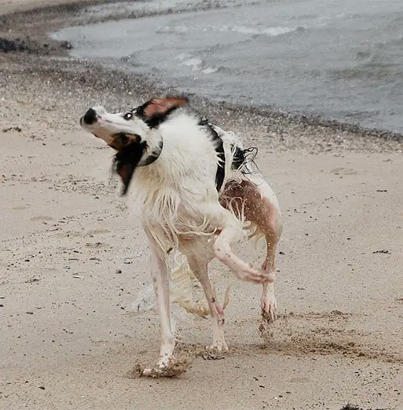 Very brief thread before work this morning:Many of you know I love sighthounds. May I introduce one of my favorites: The Borzoi.A dog that was clearly purchased at Ikea and then assembled incorrectly.