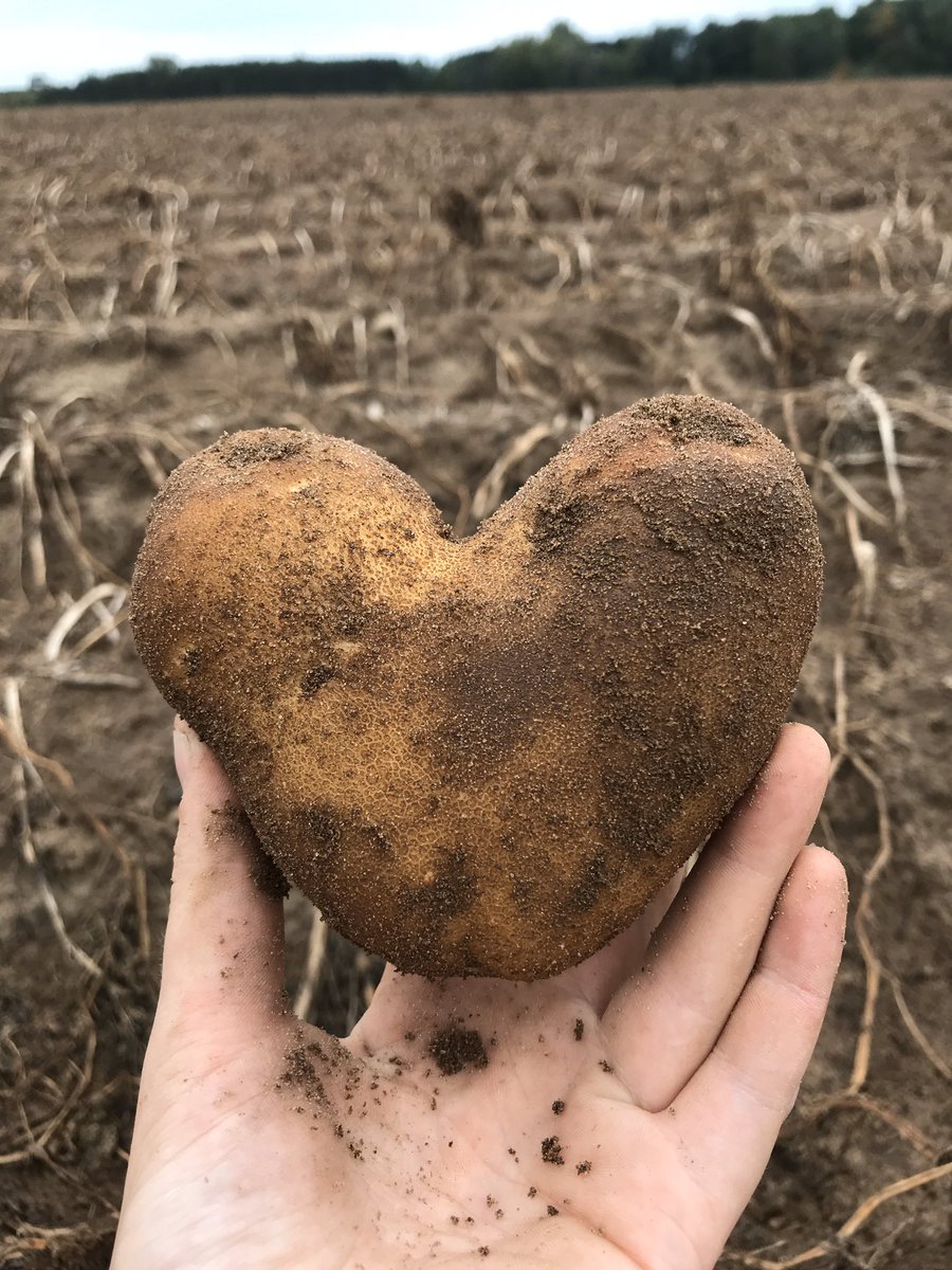 Potatoes are brown, 
their flowers are purple, 
happy valentines from the Lankau lab researchers!