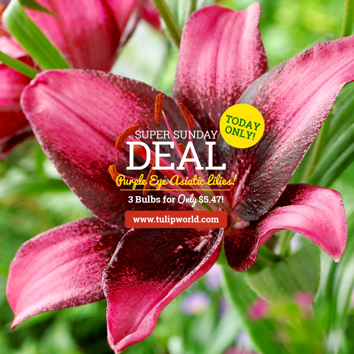 TulipWorld's tweet photo. THIS WEEKEND: 50% OFF Purple Eye Asiatic Lilies - Under $6.00! 🌺 This #NEW variety is showy with bright pink blooms accented by a dark purple center! #LimitedQty #GrowGuarantee

Learn More at https://t.co/tnDGoXCP4W https://t.co/kbZ4TQVww5
