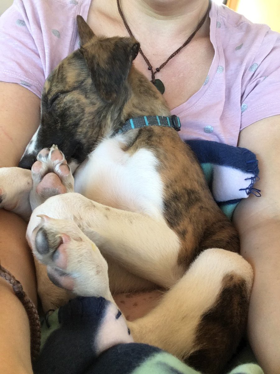 WinnieWhippet's tweet photo. All this work is making me tired. Thankfully tomorrow is something called a weekend so I get to stay at home with my dad and little hoomans so mum can work in peace. #sleepywhippet #whippet #dogsoftwitter https://t.co/JEc3d0HiAY