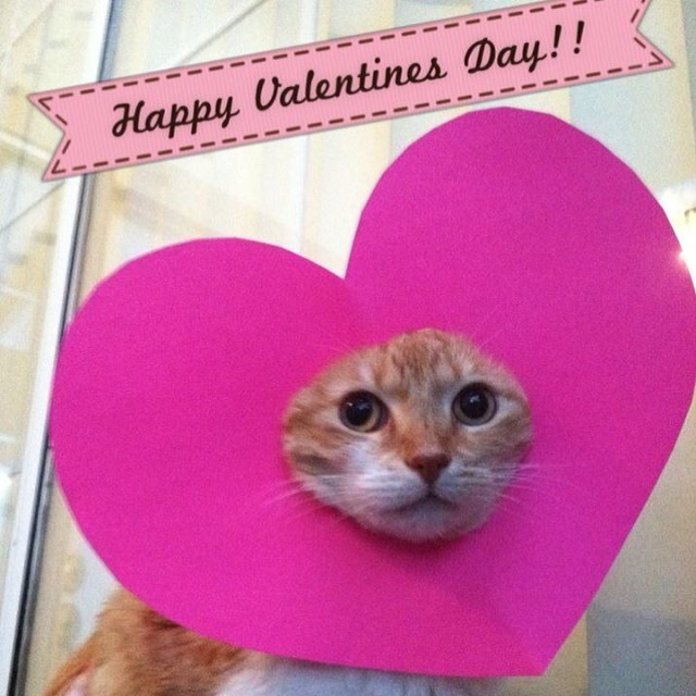 KeriPrairieVet's tweet photo. Spread the love this Valentines Day! 💕

Our friends at @craigstcats will receive 40% of purchase price from the items in the Tupperware Dash Fundraising Catalogue. Check out the Facebook event page for more information!

https://t.co/BBdrWUulIE https://t.co/ePhshpJMmm