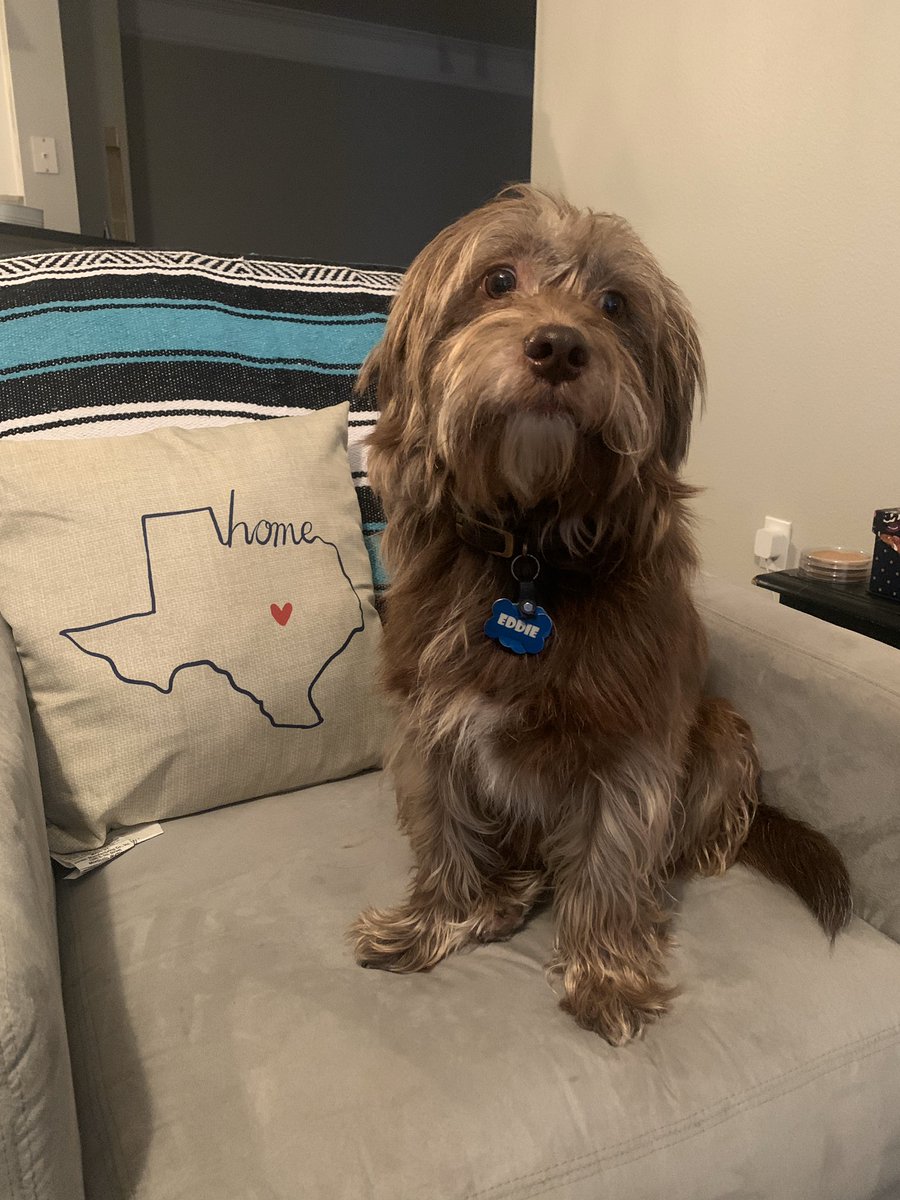 Takes_2ToTango's tweet photo. Happy Valentine’s Day to my dog. He’s my valentine this year. Love you Eddie ❤️ https://t.co/6s8AzFPewk