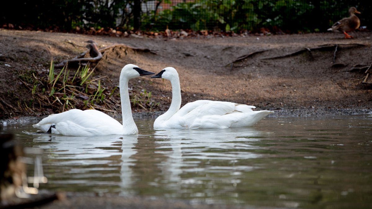 On Valentine’s Day, a beautiful trumpeter swan is getting a 2nd chance at life & love. Sarah, a rescued swan, & her new partner, Cygmond are making their debut today 💕 
You’re the Swan For Me: bit.ly/youretheswanfo… 
#trumpeterswans #wildliferescue #lovebirds #conservation