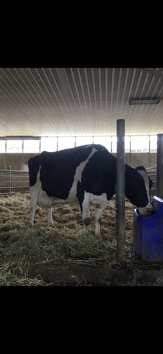 New Mars Sanchez Eastern Ex 5E won the Alberta President club cow award last night, she proofs that type and production go together with her 125000 kg #mybestcow