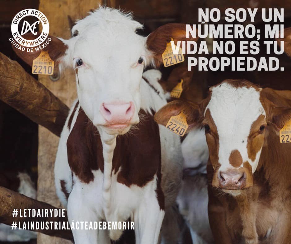 DxECDMX's tweet photo. No son algo, son alguien, alguien a quien la industria láctea se empeña en reducir a un número. .
#laindustrialacteadebemorir #letdairydie #laleyderosemexico #roseslaw #dxecdmx #directactioneverywhere #dairyindustry #MILK #ValentinesDay https://t.co/p5IseAe272