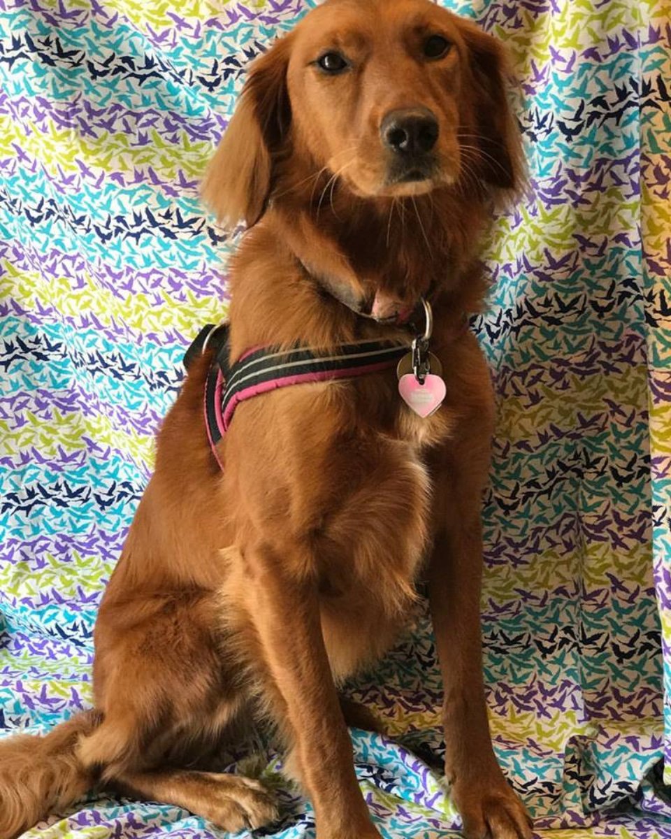 PetsGenStore's tweet image. Everyone deserves a family. Come on down and complete yours.