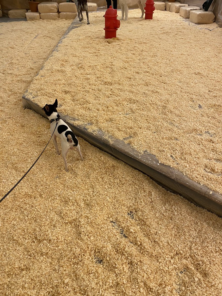 TerriersToyFox's tweet photo. Potty area for the dogs at the host hotel for Westminster dog show.  This Toy Fox Terrier doesn’t have to go out in the weather!  #ToyFoxTerrier #WKCDogShow #miserableshowdog #dogs @k9xibitor @akcdoglovers https://t.co/jEJx43eVB3
