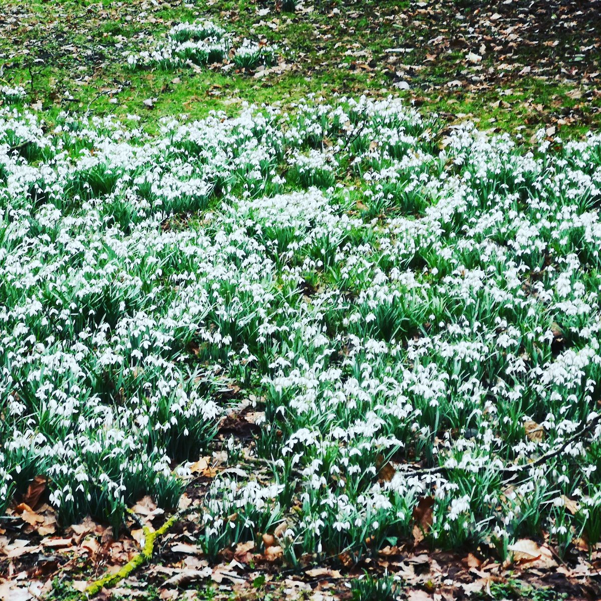 It's our Snowdrop Day this Sunday from 2.00pm. Your support would be very appreciated. The garden and and Frameshop will be open. We look forward to seeing you.