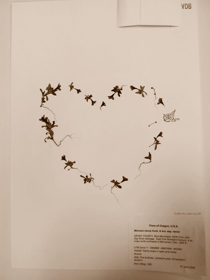 To all the plant lovers! May you find your perfect plant to appreciate on this Valentines day. I found mine on this herbarium sheet.  #Diplacus nanus ♥️