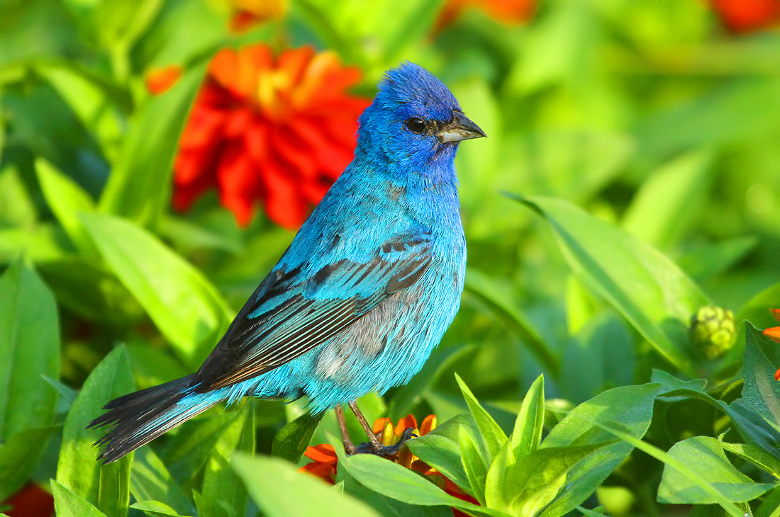 NatureManitoba's tweet photo. The bright blue Indigo Bunting is just one of many beautiful birds you can see in Manitoba. Want to learn more? Our Birding for Beginners workshop is next Tuesday, Feb 18th. Spaces are limited so register online today. https://t.co/jRQ0ixNwya #Manitoba #naturemb https://t.co/8UP1tFvfxG