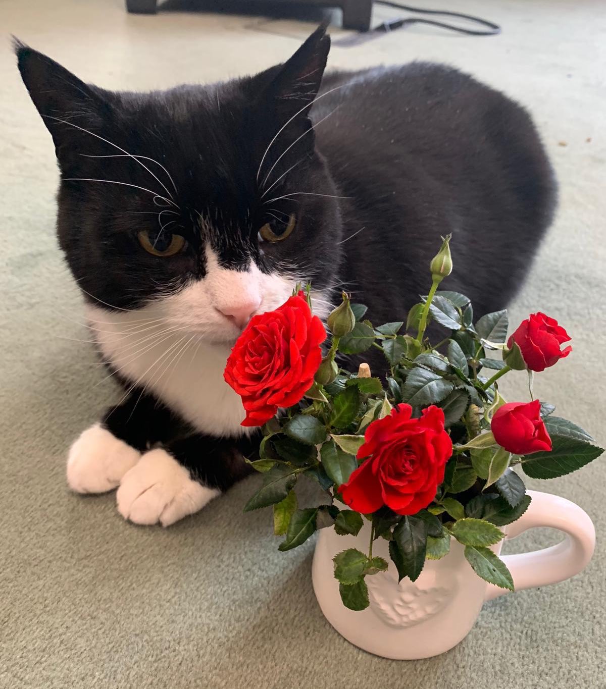 Cat eats roses sale