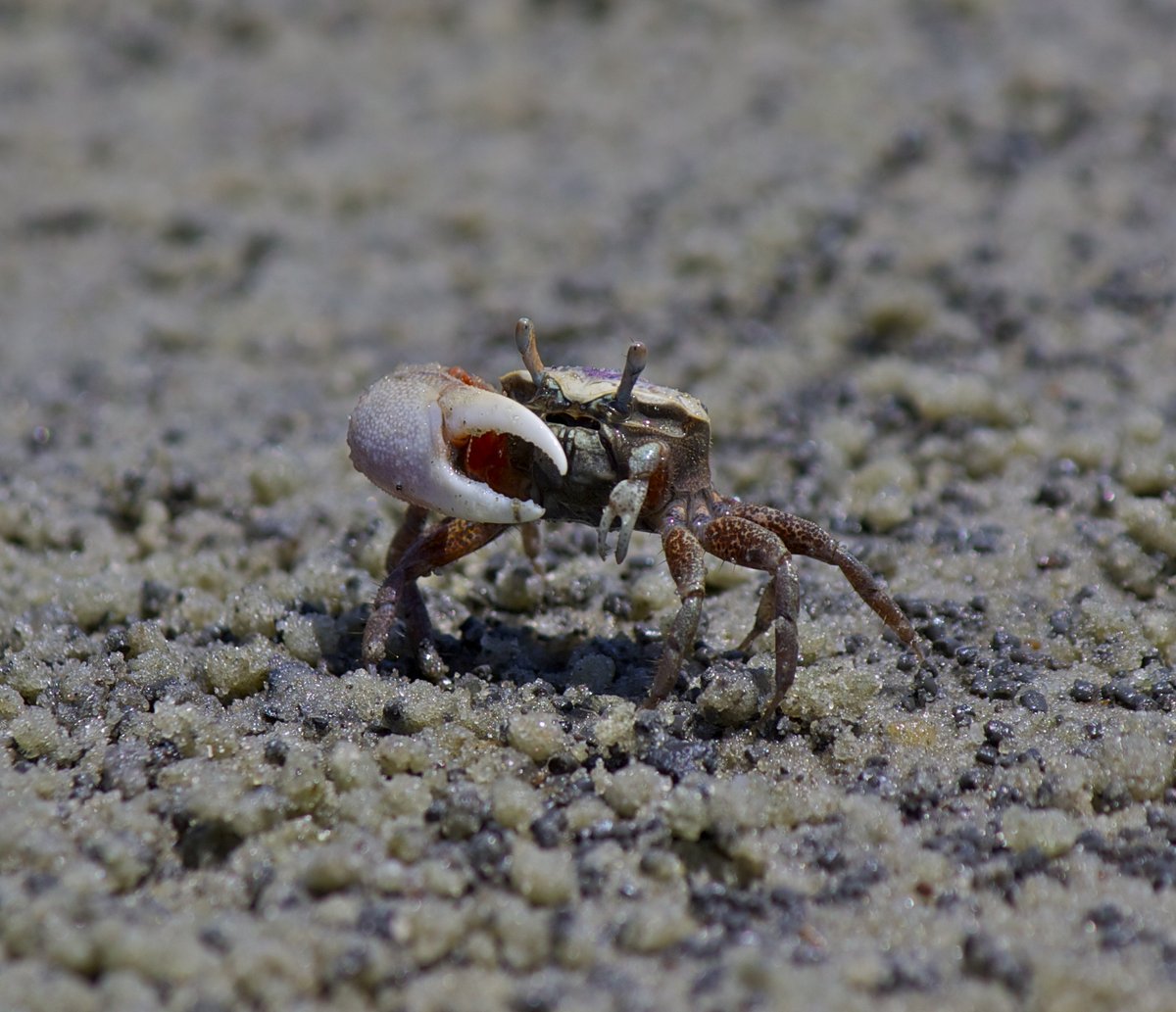 #EstuaryLove is in the air! This male fiddler crab uses its claw to attract a mate. #iHeartEstuaries #NCNatureFriday