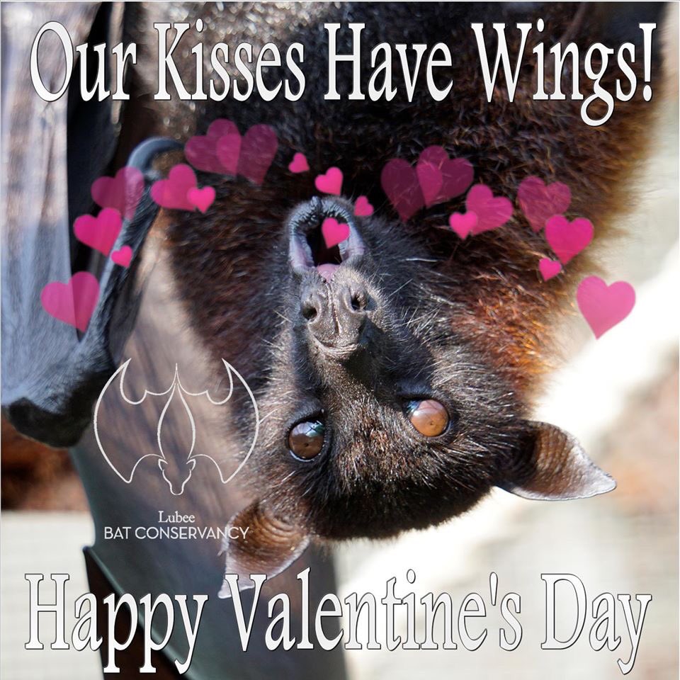 BatConservancy's tweet photo. #HappyValentinesDay! We hope that you've made plans to stop by at the 6th Annual #PintsandPredators at @fmbrewing tomorrow! There will be the 3 B's: Bats, Birds &amp; Beer! Don't miss out on this fun family event. See predators up close &amp; ask all your questions to the professionals! https://t.co/7Lx9k1xMO2