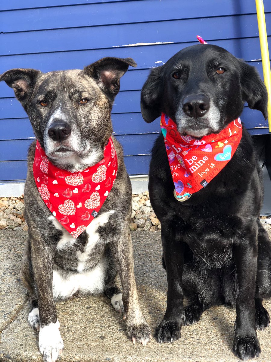 3barksriley_willow_mollie tweet media