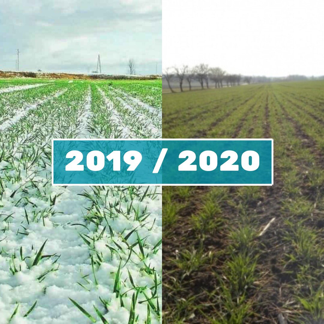 LSynkovska's tweet photo. Ukrainian winter is crazy this year ! Will see how winter crops will feel in spring... I bet there will be lots of surprises 🤔 https://t.co/RPnbgP6RpF