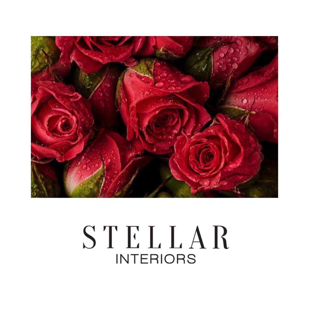 stellarinterior's tweet image. Happy Valentine’s Day!🌹