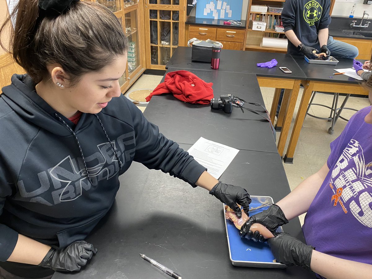 stacey_rector's tweet photo. Dissecting chicken quarters (skeletal muscles, connective tissue) in Anatomy today https://t.co/seivcIlFMF