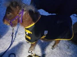 KnaughtyNets's tweet photo. Yay! Another Happy Customer! Love it when we get pictures of all the fur babies in their Knaughty Nets &amp; Pets Winter Livestock Blankets. This pony is wearing a size 32", and is styling and profiling its way into our hearts. 🥰🥰#CutenessOverload #ponies #KnaughtyNets 💙 #loveit https://t.co/280j3ewbxN