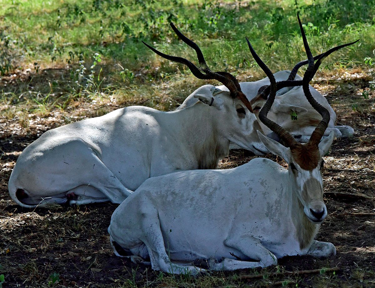 FossilRim's tweet image. When is the best time to visit Fossil Rim? Get the thoughts of Executive Director Kelley Snodgrass and Chief Marketing Officer Warren Lewis, as they consider seasons, holidays, days of the week, time of day, and more: tinyurl.com/vzt9gno. #safari #tourism #wildlife