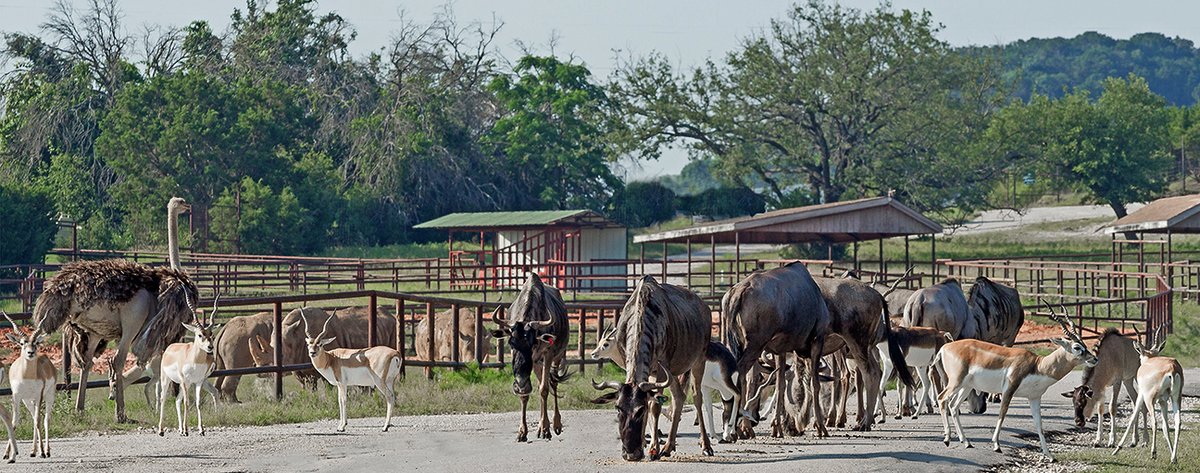 FossilRim's tweet image. When is the best time to visit Fossil Rim? Get the thoughts of Executive Director Kelley Snodgrass and Chief Marketing Officer Warren Lewis, as they consider seasons, holidays, days of the week, time of day, and more: tinyurl.com/vzt9gno. #safari #tourism #wildlife