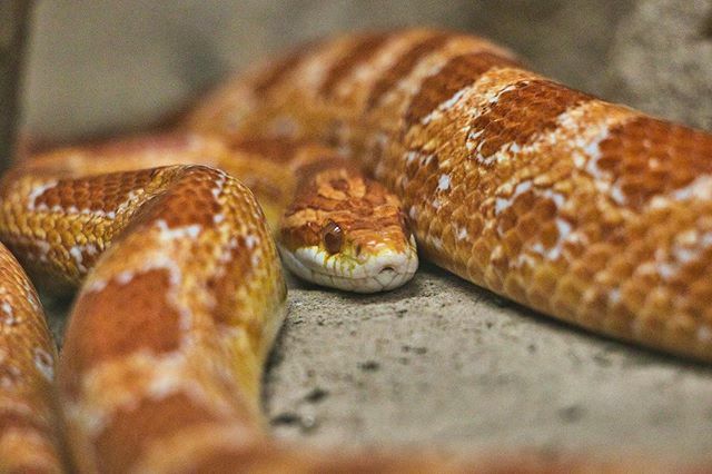 TorbenSprt's tweet photo. Corn snake #reptilesofinstagram #wildlife #tierfotografie #canondeutschland #canonphotography #bestanimalpics #fotografieren #canonphoto #animalsaddict #canonfotografie  #bielefeld #fotoshooting #zoophotography #instazoo #everything_animals #animals_in_w… https://t.co/9DW00G8OgL https://t.co/pY6BTDhm7T