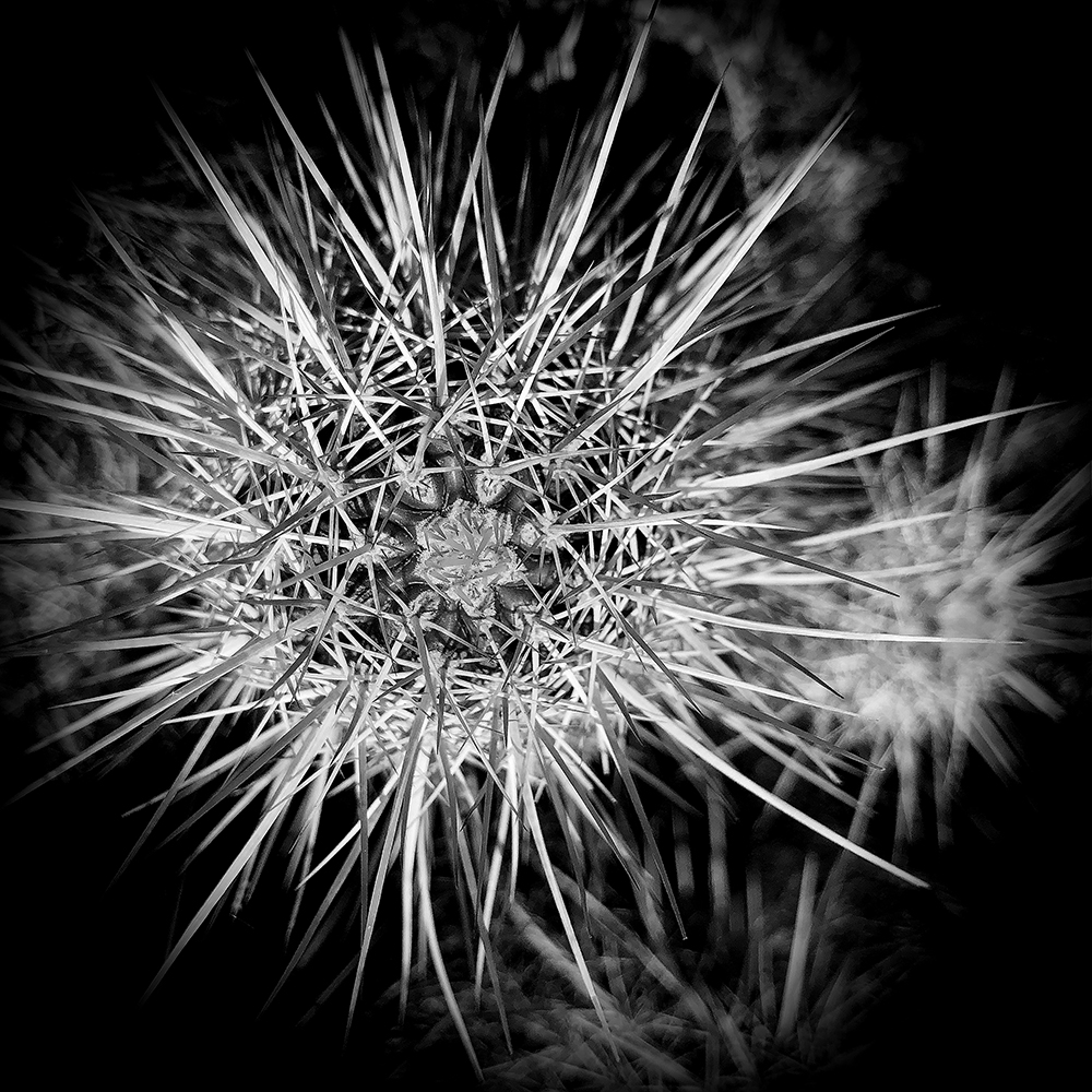 PhotoLoren's tweet photo. Cactus in the #Arizona #desert. #blackandwhite https://t.co/6BV78HXJrC