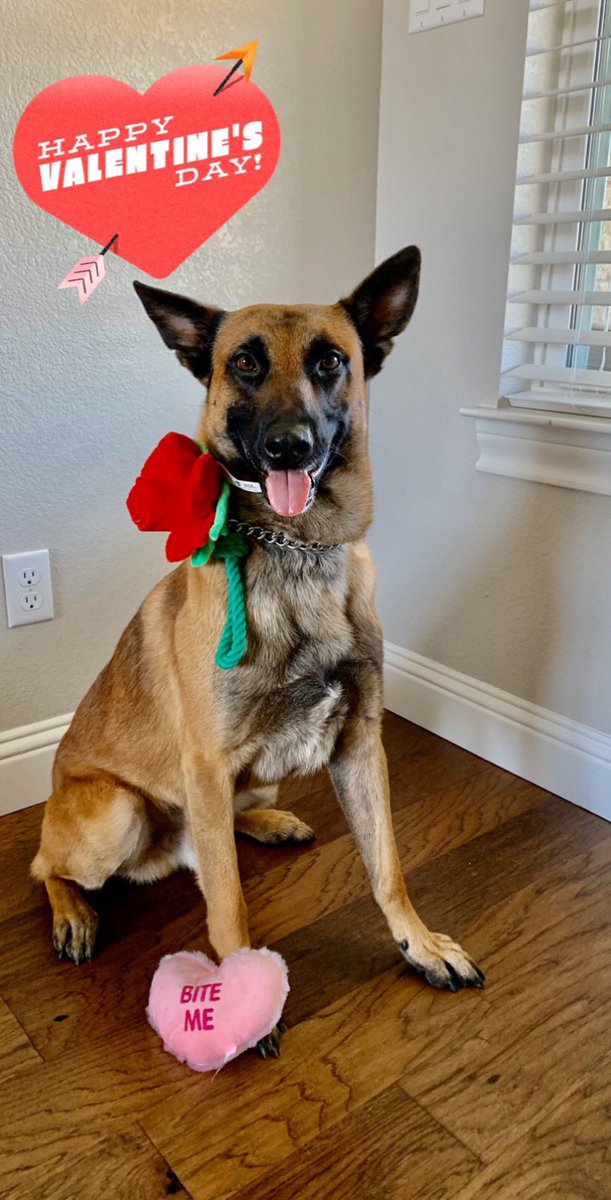 Wilco Sheriff's K9 Unit tweet media