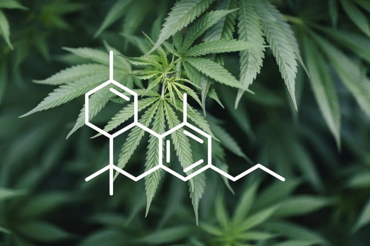 thc конопли это thc конопли это